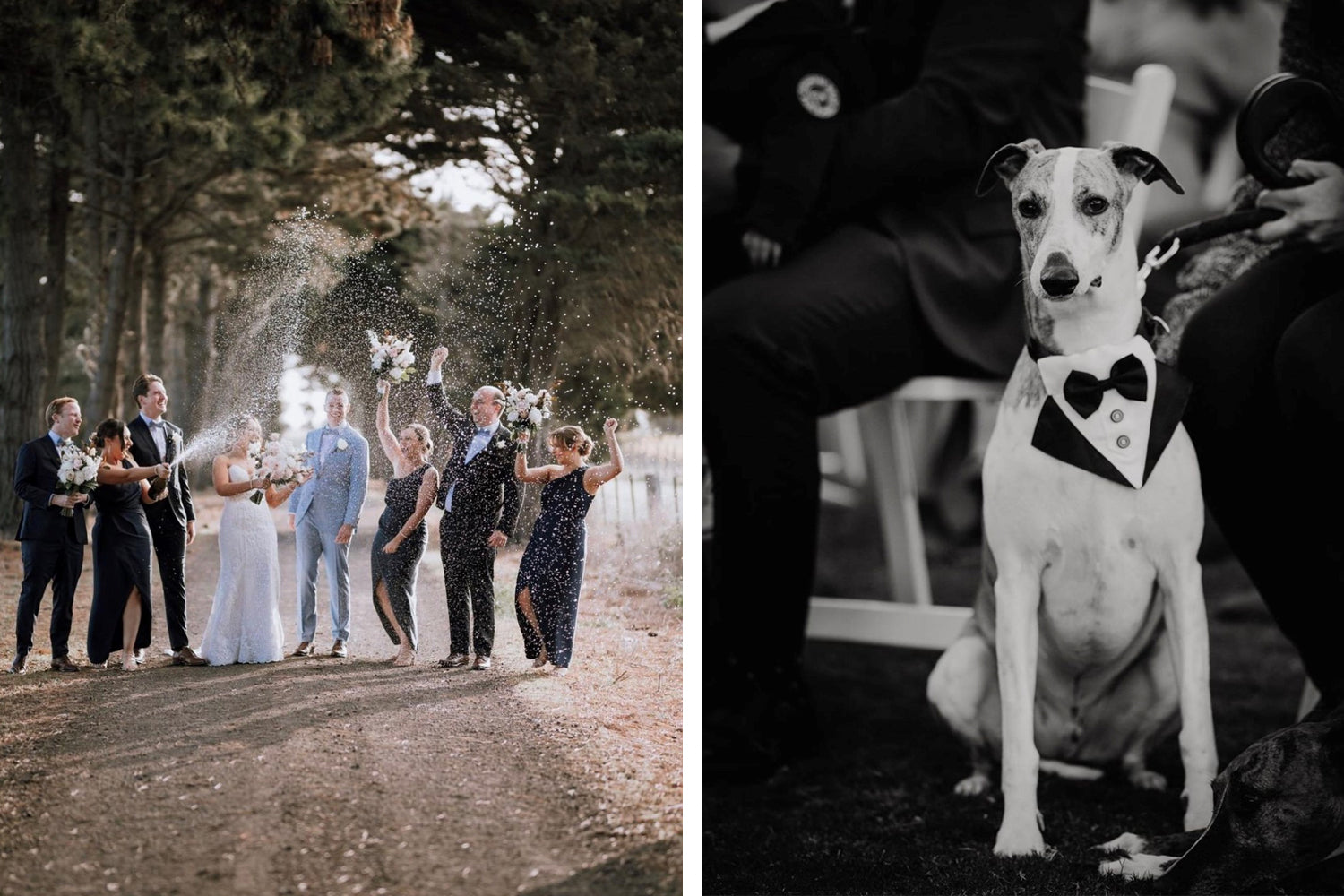 Fun wedding celebration at Scotchmans Hill with champagne spray, bridal party, and a dog in a tuxedo among guests on the Bellarine Peninsula.